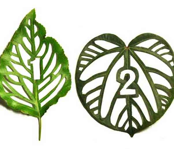 Арт-проект Cut Leaf