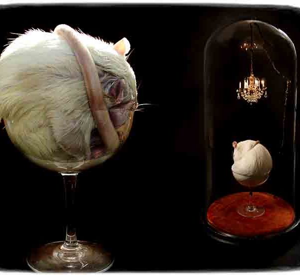 Polly_Morgan_taxidermy_1