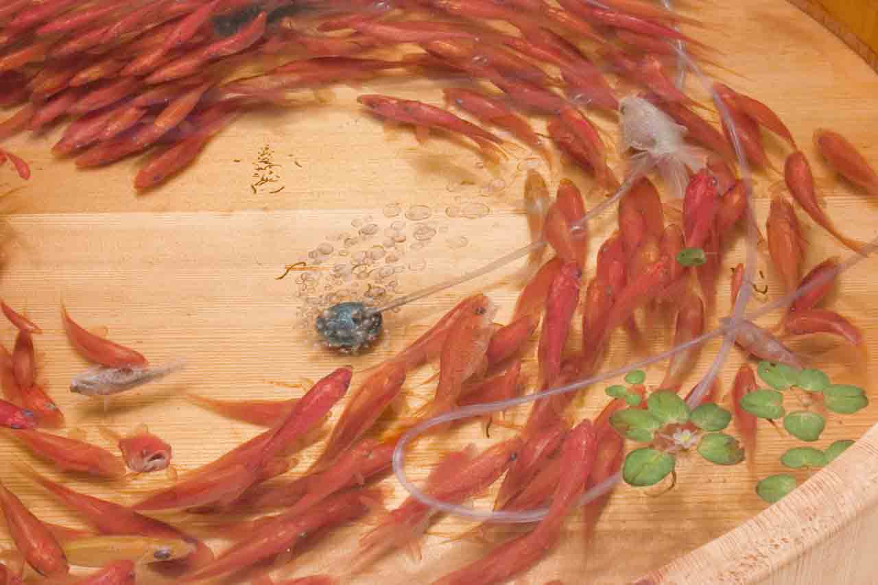 Риузуке фукаори