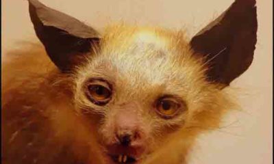 Шедевр таксидермії 1