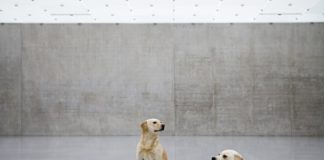 Мауриціо Кателлан. Untitled, (2004)