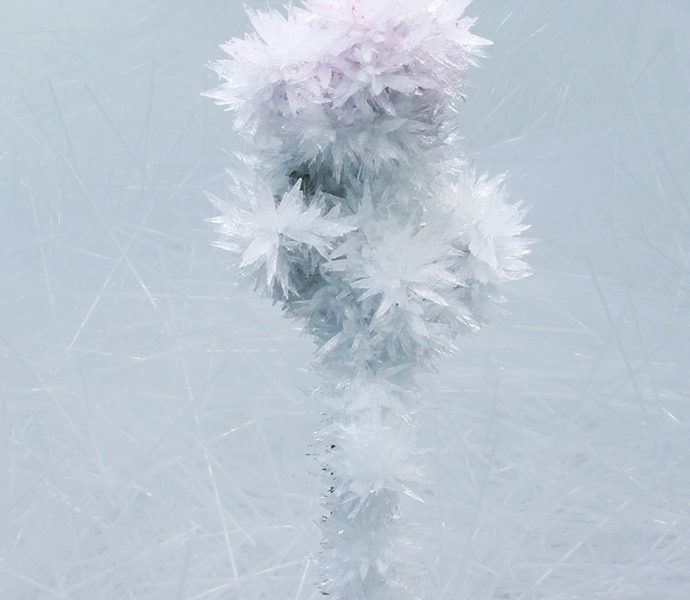 tokujin-yoshioka-crystalizes-swan-lake-and-rose-designboom-6