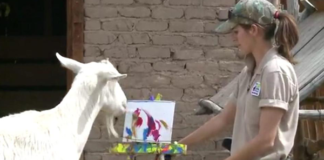 Козел Боди