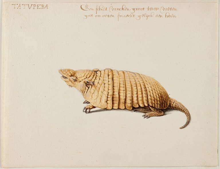 amsterdamskij-rejksmuzeum-planiruet-predstavit-sensacionnye-risunki-fransa-posta