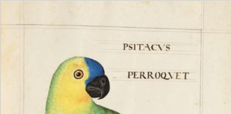 Манускрипт естественной истории хищных птиц середины XVI века. Фото Forum Rare Books, Утрехт.